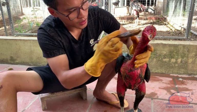 3+ Cách Om Gà Chọi Tại Tic88 Cực Dễ Để Tạo Thần Kê 