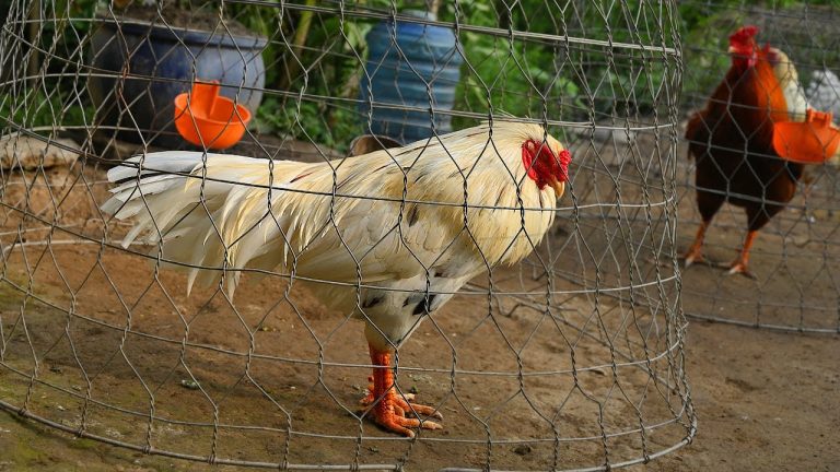 Gà Tử Mị - Chiến Kê Có Lối Đá Linh Hoạt Và Thông Minh