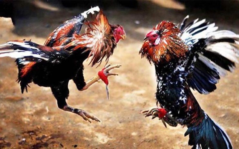 Đá Gà Tic88 - Sân Chơi Đá Gà Online Số 1 Việt Nam Năm 2025